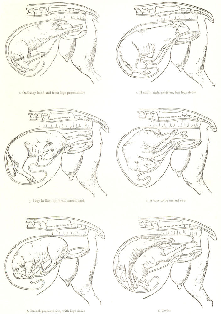 VETERINARY MEDICINE. Parturition – presentation in the ewe 1912 old print
